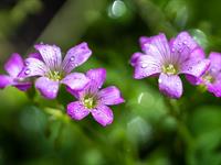 Shutterstock_2249820767_violet flower_violetas puķes.jpg