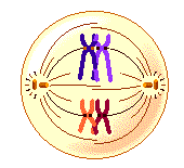 m2.gif