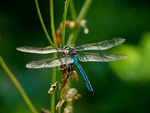 Shutterstock_1449923030_dragonfly_spāre.jpg