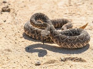 Shutterstock_2494534891_rattlesnake_klaburčūska.jpg