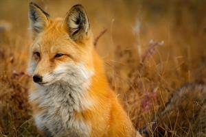 fox-pix.jpg