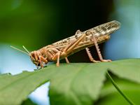 Shutterstock_1712579257_locust_sisenis.jpg