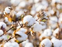 Shutterstock_2537653945_cotton_kokvilna.jpg