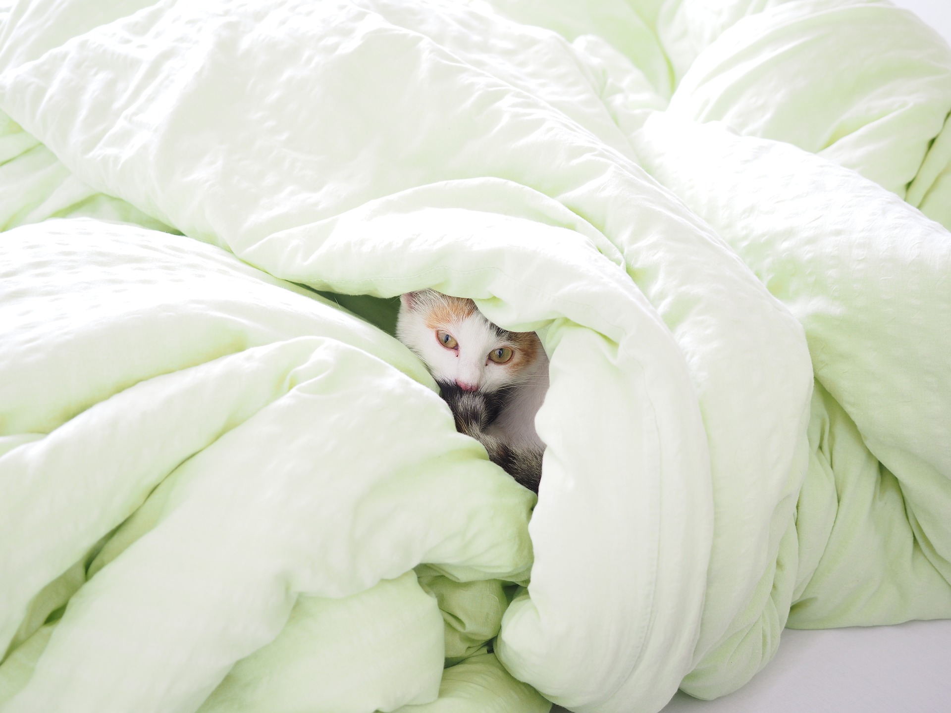 Под одеяльце. Одеяло. Под одеялом. Кошачье одеяло. Кот под одеялом.