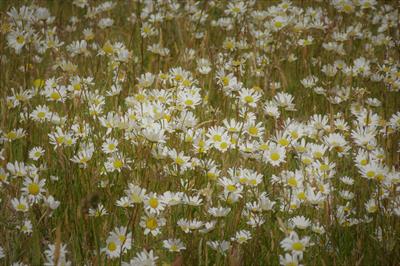 wildflowers-5287614_1920.jpg