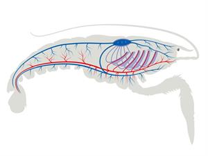 Shutterstock_1275847891_cryfish respiratory system_vēža respiratorā sistēma.jpg