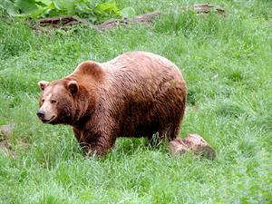 brown-bear-медведь_lacis.jpg