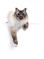 Shutterstock_2500906815_cat_kaķis.jpg