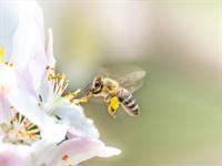 Shutterstock_1763459165_bee_bite.jpg