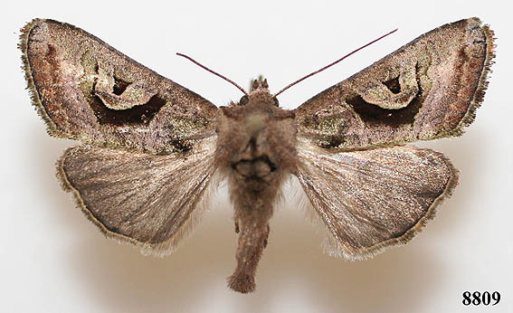 puuciite3.jpg