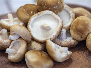 shutterstock_2464818205_shiitake mushrooms_šitaki sēnes.jpg
