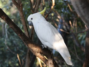 shutterstock_1424423309_white parrot_balts papagailis.jpg