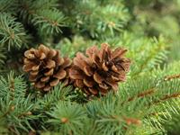 Shutterstock_2117469875_pine cones_čiekuri.jpg