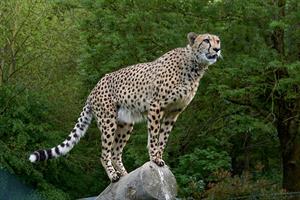 cheetah-pix.jpg