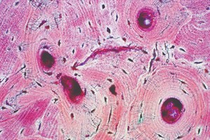 shutterstock_1199855791_cilveka_kompakto_kaulaudu_histologija_2.jpeg