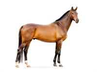 Shutterstock_463784378_horse_zirgs.jpg