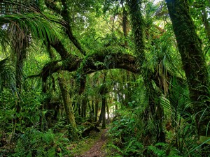 shutterstock_2551949375_rainforest_lietusmežs.jpg