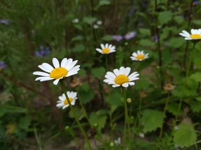 flower-2758430_1920.jpg