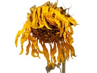 Shutterstock_310262024_dried sunflower_izkaltusi puķe.jpg
