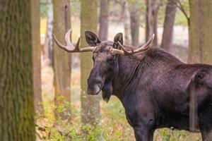 elk-pix.jpg