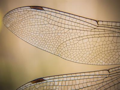 Shutterstock_2270876601_dragonfly wing_spāres spārns.jpg