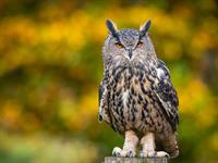 shutterstock_2489245409_owl_pūce.jpg