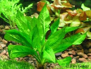Aquarium_Plant3.jpg