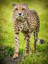 Shutterstock_612267668_gepard_gepards.jpg