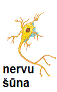 neirons2.gif