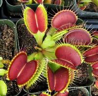 plants4.jpg