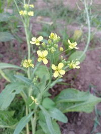 Shutterstock_2513889389_mustard flower_sinepju zieds.jpg