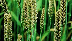 wheat_1540x866.jpg