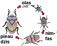 2metamorphosis_incomwww3.hcs.ohio-state.PNG