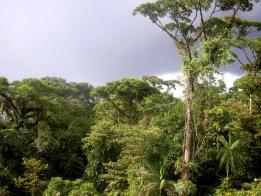 South-American-rainforest-equatorial-climate-zone.jpg