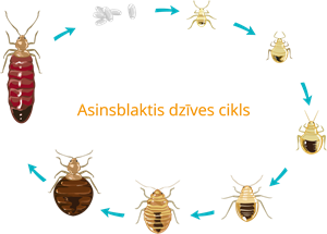 asinsblakts_full.png