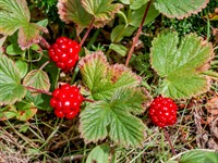 Shutterstock_1034478559_nagoonberry_ziemeļu kaulene.jpg