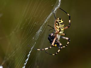 Shutterstock_1543732565_spider_zirneklis.jpg