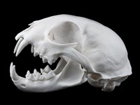 shutterstock_481609354_lynx skull_lūša galvaskauss.jpg