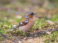 Shutterstock_Finch_Žubīte.jpg