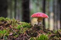 mushroom-3051519_1920_mohomr.jpg