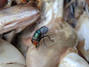 shutterstock_2268879227_fly_muša.jpg