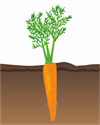 Морковь_ 1 Ресурс 1.png