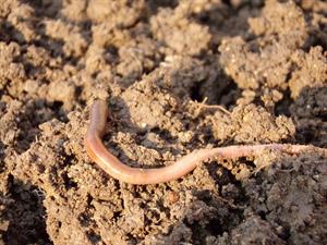 earthworm-pix.jpg