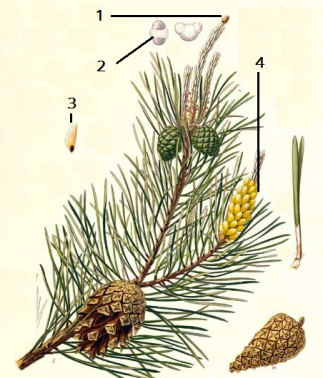 23996.Pinus2.png