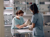 Shutterstock_2018892869_veterinarian_vetrinārārsts.jpg