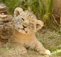lion cub.jpg