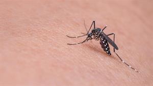 mosquito-719613_1920.jpg