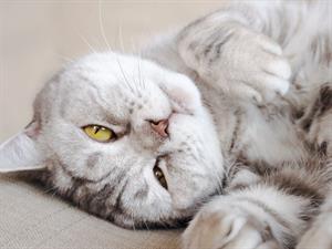 Shutterstock_2274121519_cat_kaķis.jpg