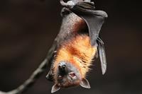 bat-pix.jpg