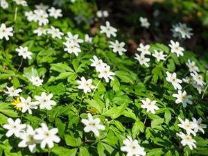 Shutterstock_2294507313_wood anemones_baltais vizbulis.jpg